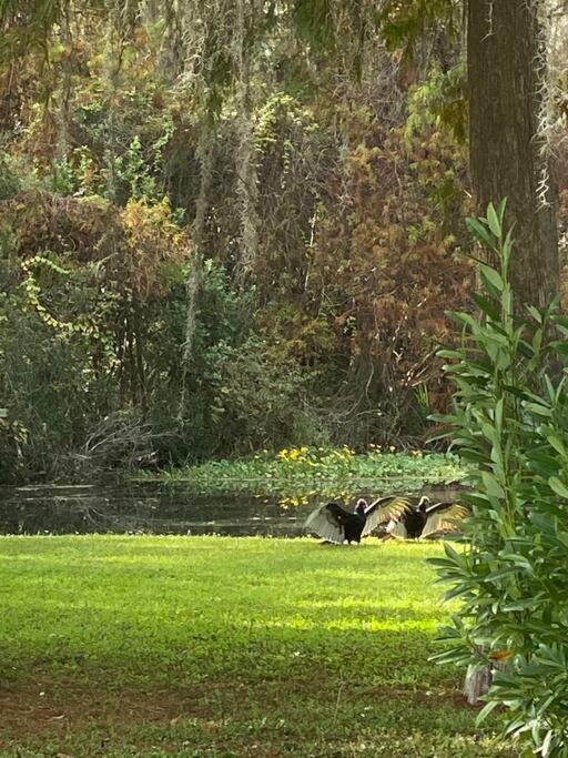 Professor Rousseau's Adventure Oasis Crystal River